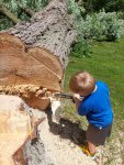 tree2.jpg tree2.jpg