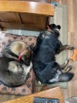 IMG_3009.jpeg
