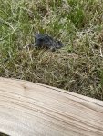 IMG_3017.jpeg