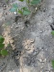 IMG_3082.jpeg