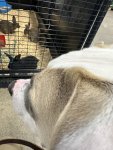 IMG_2923.jpeg