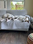 IMG_2976.jpeg