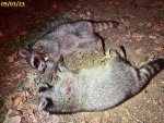 Nuisance Coons 090323.jpg Nuisance Coons 090323.jpg