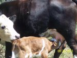 Holy Cow and New Calf, auto waterer @ farm 010.jpg