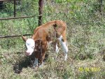 Holy Cow and New Calf, auto waterer @ farm 008.jpg