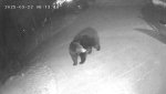 Bear 3 22 2025.jpg