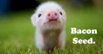 bacon-seed.jpg