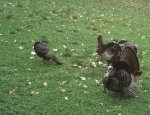IMG_1081.jpeg