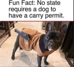 carry permit.JPG