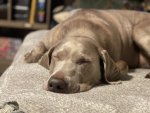 IMG_1082.jpeg