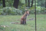 Fox.JPG