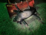 Boar01.jpg