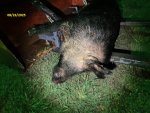 Boar02.jpg