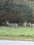 IMG_2617.jpeg