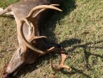 Deer Hit01.jpg
