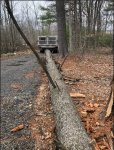 white pine snag9.jpg