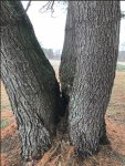 White Pine 1 before.jpg