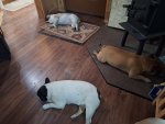 nonsportingdogs.jpg