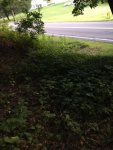 IMG_0185.jpg