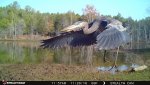 11-29-16 pond bird.jpg