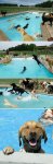 Dog in Pool.jpg