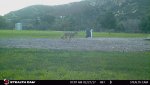 Coyote during the day lookings for rabbits & my dog..jpg