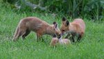 fox.jpg