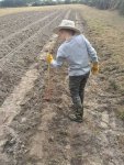 firming-up-the-potato-bed.jpg