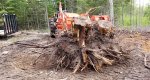 Polebarn stump removal-750x400.jpg