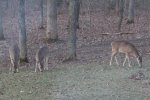 deer_eating_grass_2.jpg