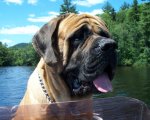 clifford-1.jpg