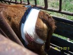 injured calf 012.JPG