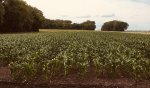 SweetCorn Patch.JPG