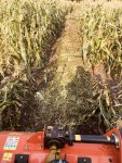 Flail Corn Results.jpg Flail Corn Results.jpg