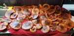 shiitake mushrooms sm.jpg