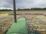 mowing cotton.jpg