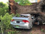 tree lover.jpg
