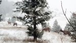 elk_03.jpg