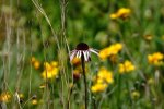DSC03550.JPG
