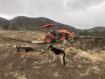 GSDs with tractor.jpeg