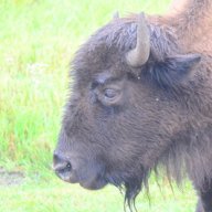 Buffalo
