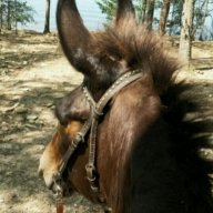 Mule Lover