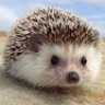 WI_Hedgehog