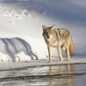 Coyote Shadow Tracker