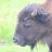 Buffalo