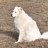 Pyrenees