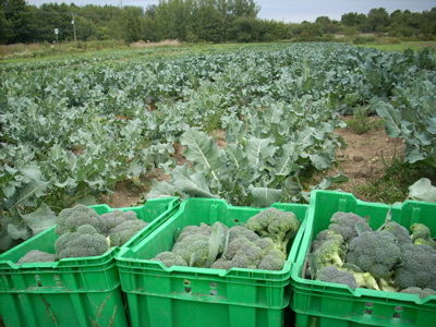 Antoine's farm produces more than 30 varieties of vegetables - like this brocoli for instance.